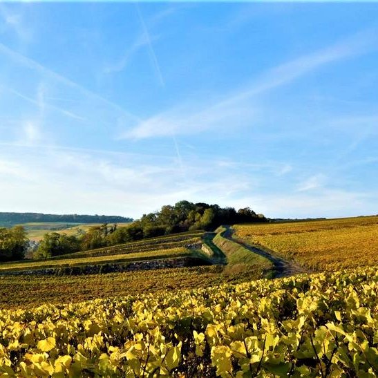 JACQUES SONNETTE Champagne 