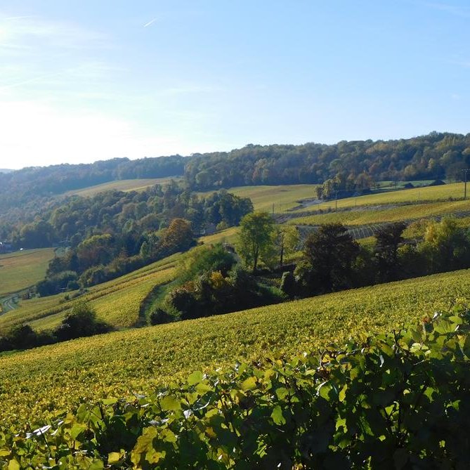JACQUES SONNETTE Champagne