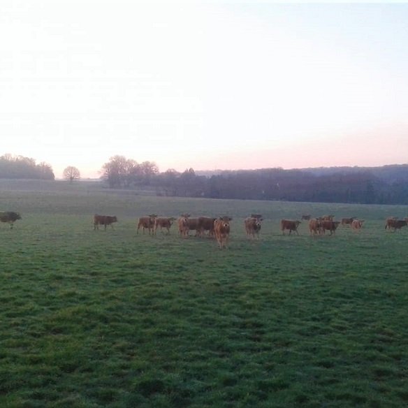 L'AUBRAC DE LA BOULOY - VIELS MAISONS 