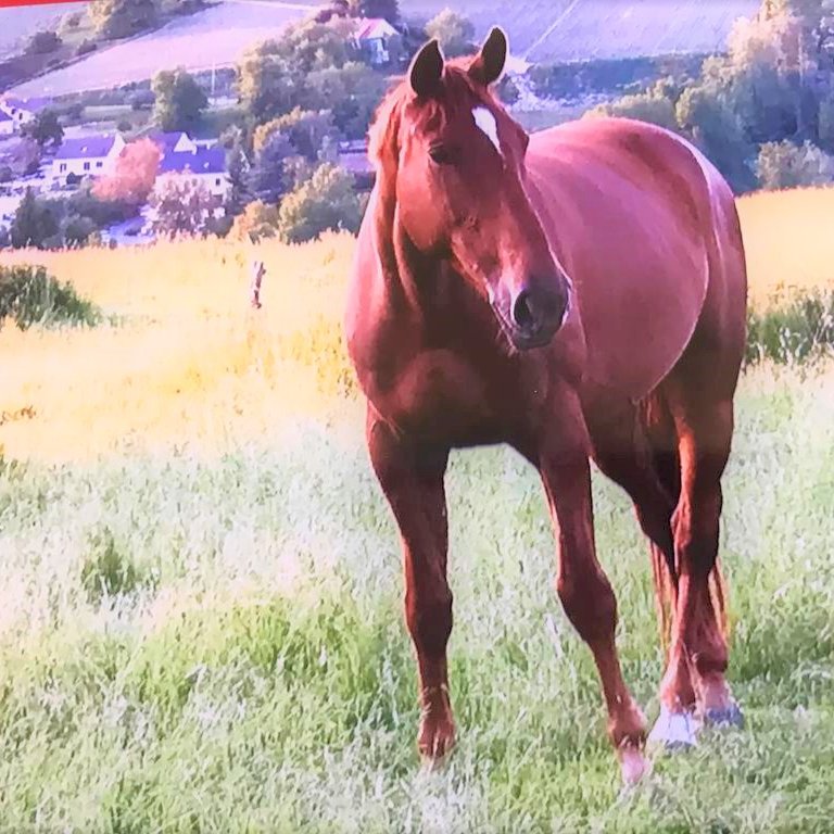 DOMAINE DES ROCHES Pension pour chevaux - Chézy sur Marne