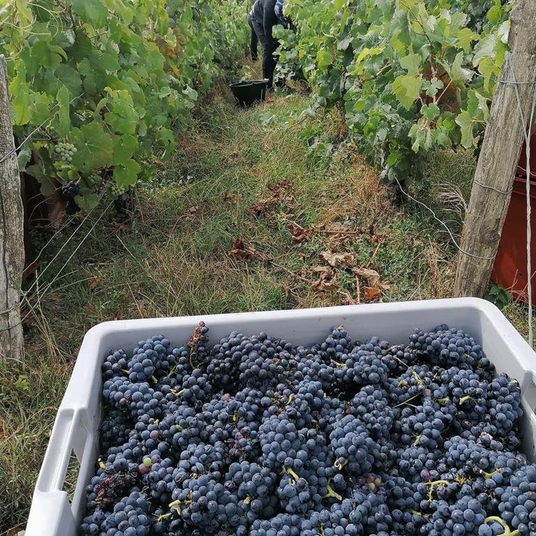 Champagne Bruno Berjot - Chézy sur Marne