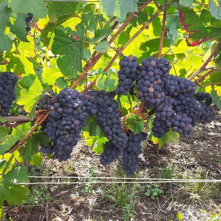 Champagne Bruno Berjot - Chézy sur Marne