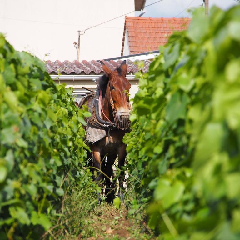 PIERRE LAURENT Champagne & Miel - Saulchery 