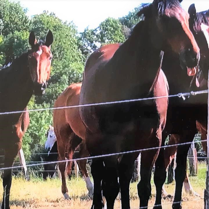 DOMAINE DES ROCHES Pension pour chevaux - Chézy sur Marne